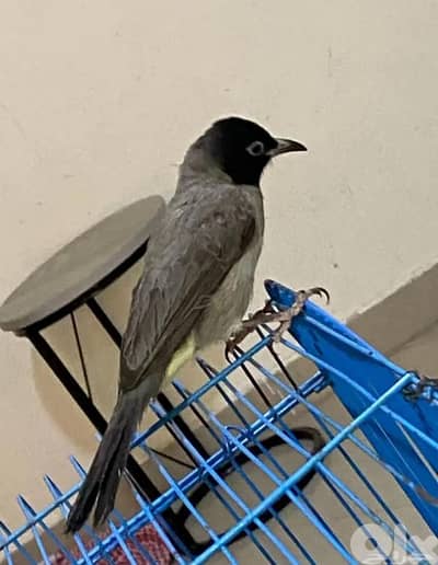 بلبل مروض  حبة ضخمة عمر سنة بغرد تغريد حلو