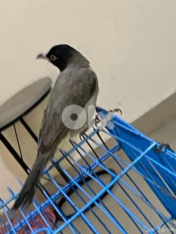 بلبل مروض  حبة ضخمة عمر سنة بغرد تغريد حلو 1