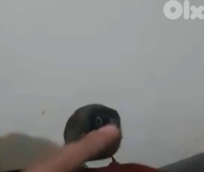 بلبل مروض  حبة ضخمة عمر سنة بغرد تغريد حلو 3