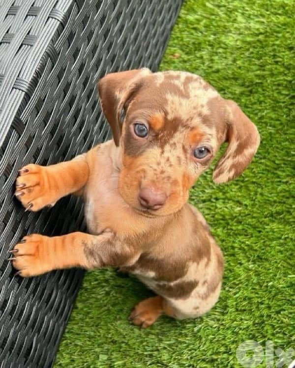 High quality Dachshund Dapple color puppy available in store كلب 0