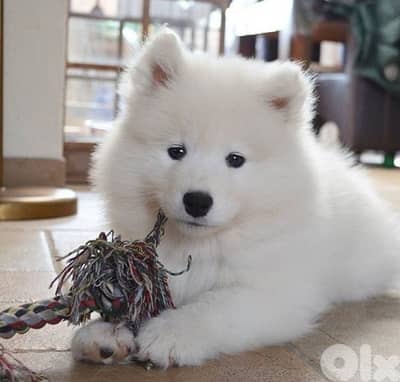 imported Samoyed puppy delivery