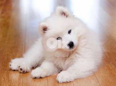 samoyed pup delivery available imported