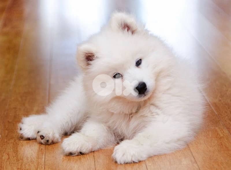 samoyed pup delivery available imported 0