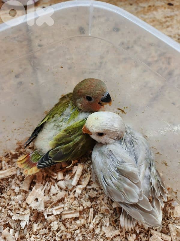 فراخ روز تزقيم 0