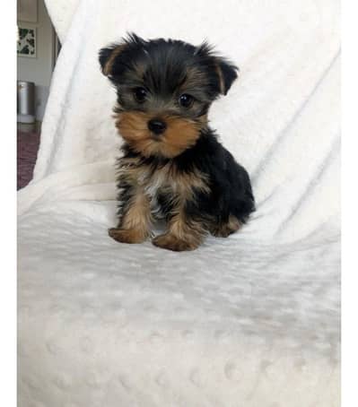 Yorkie Imported Yorkshire SMALLL