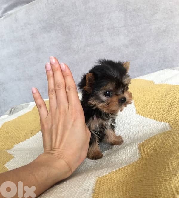 Yorkshire SMALL imported puppy 0