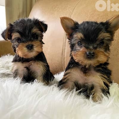 Teacup yorkshire terrier puppy imported