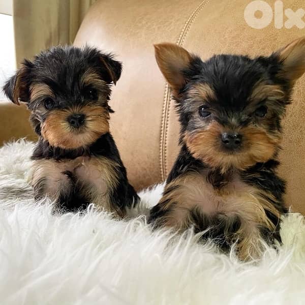 Teacup yorkshire terrier puppy imported 0