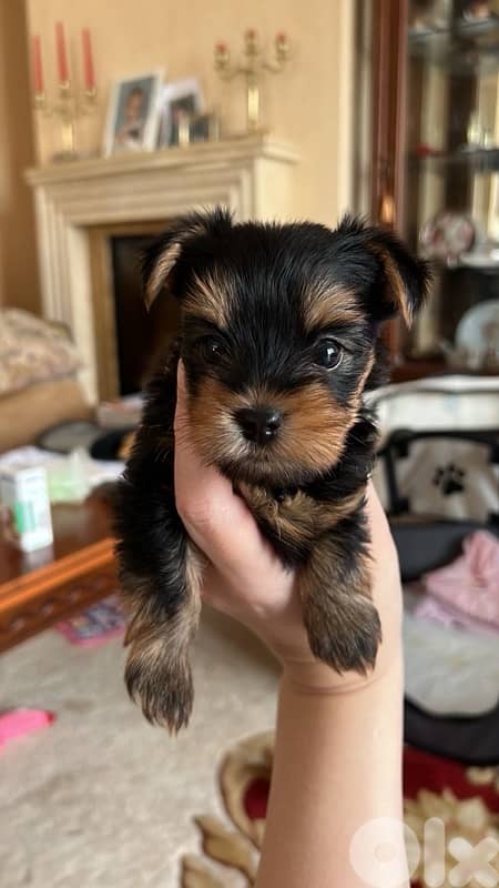 Smallest Yorkshire Imported Yorkie Puppy dog 0