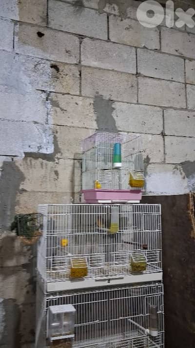 جواز كنارات