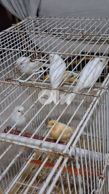 جواز كنارات 1