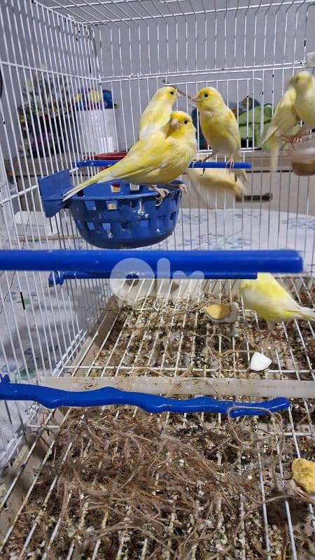 جواز كنارات 2