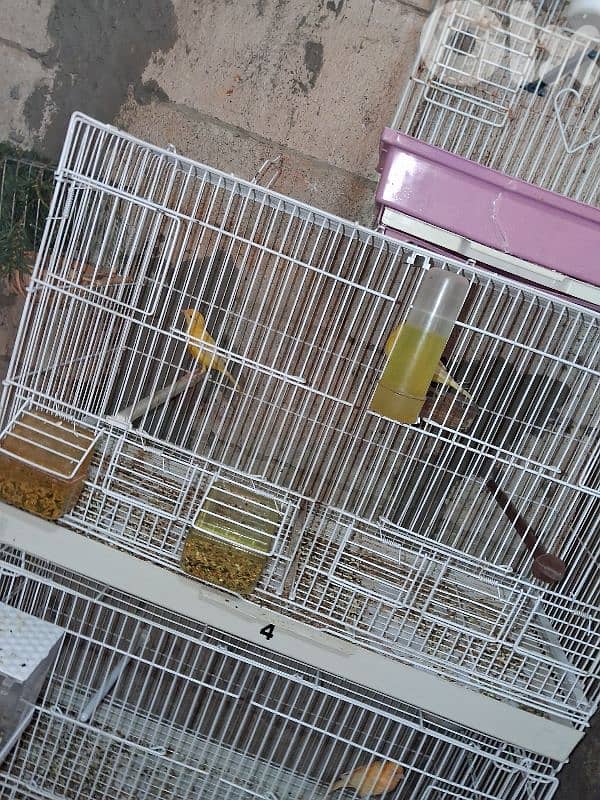 جواز كنارات 3