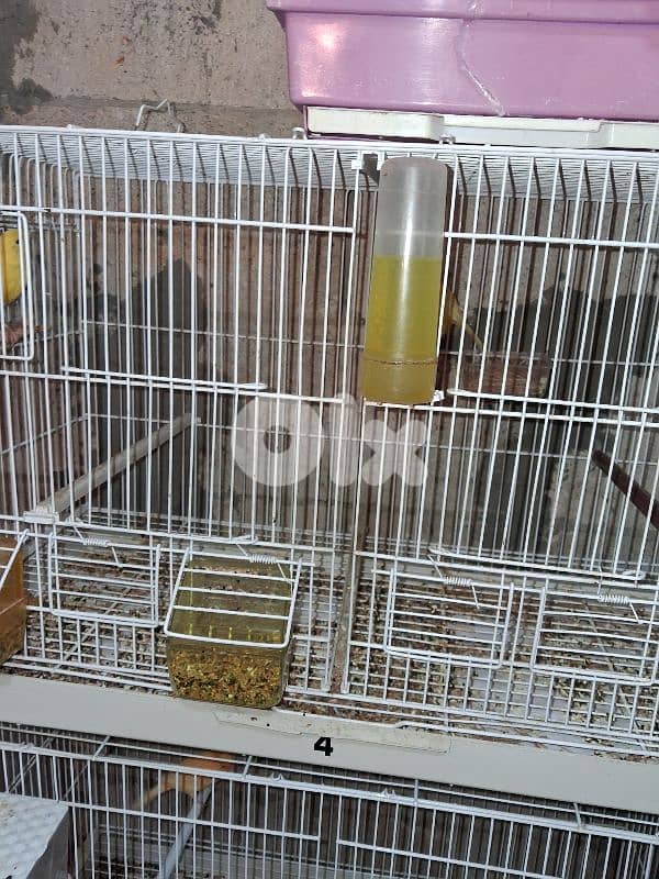 جواز كنارات 4