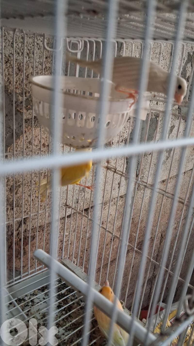 جواز كنارات 5