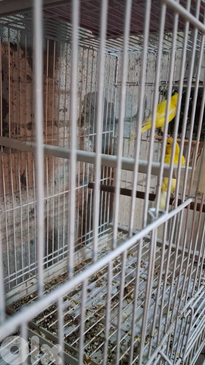 جواز كنارات 6