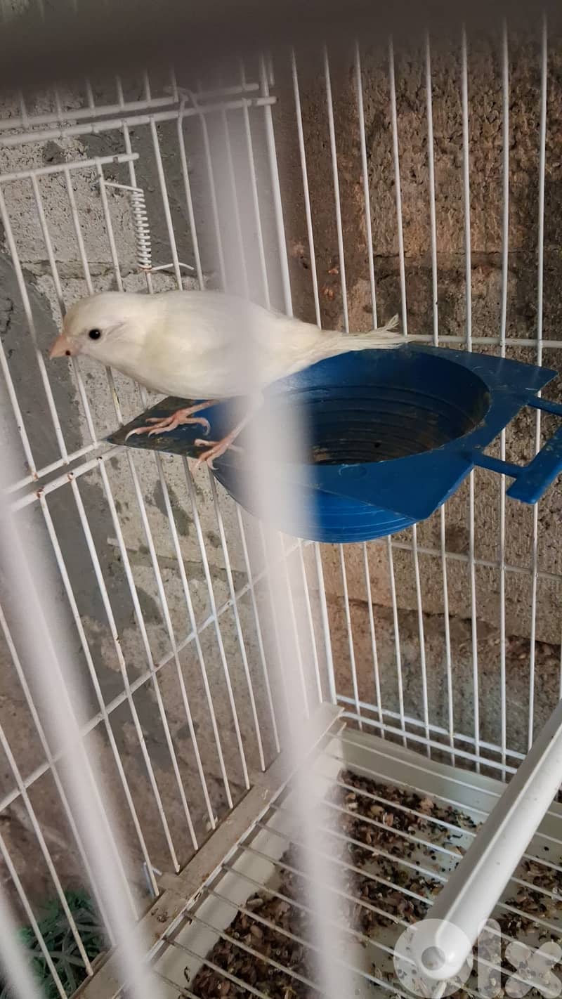 جواز كنارات 7