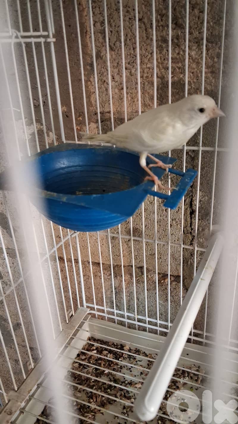 جواز كنارات 8