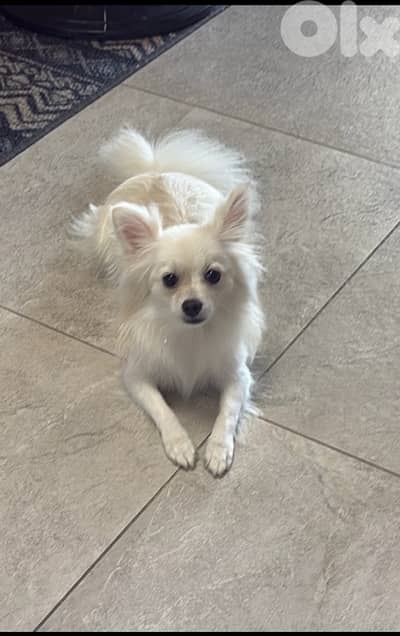 Pomeranian Male – Fluffy, Playful & Family-Friendly