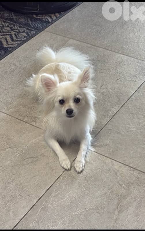 Pomeranian Male – Fluffy, Playful & Family-Friendly 0