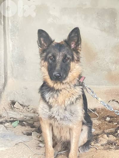 Female Pure breed German Shepard ready to breed