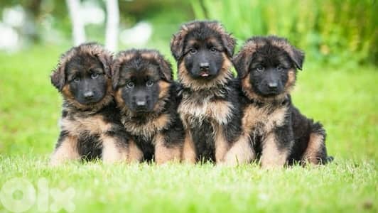 german shepherd puppies