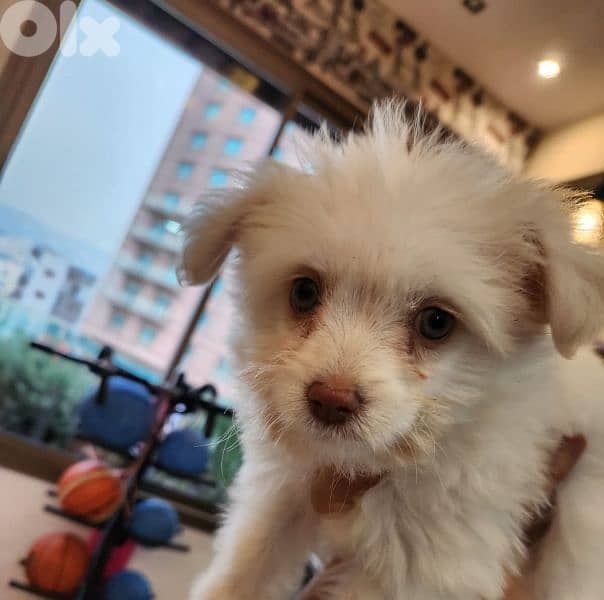 CUTEST MALTIPOO Maltese x Poodle - 2 months + Vaccin + ALL ACCESSORIES 1