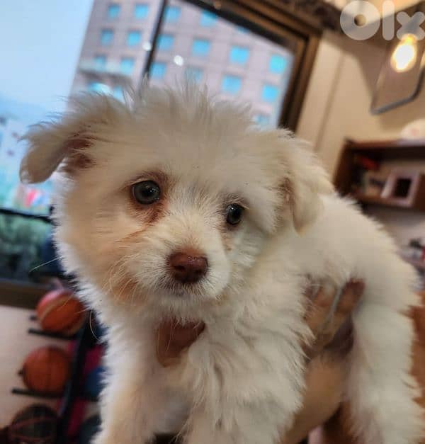 CUTEST MALTIPOO Maltese x Poodle - 2 months + Vaccin + ALL ACCESSORIES 3