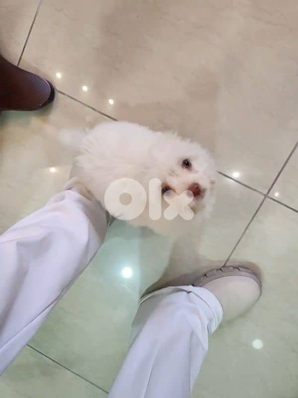CUTEST MALTIPOO Maltese x Poodle - 2 months + Vaccin + ALL ACCESSORIES 5