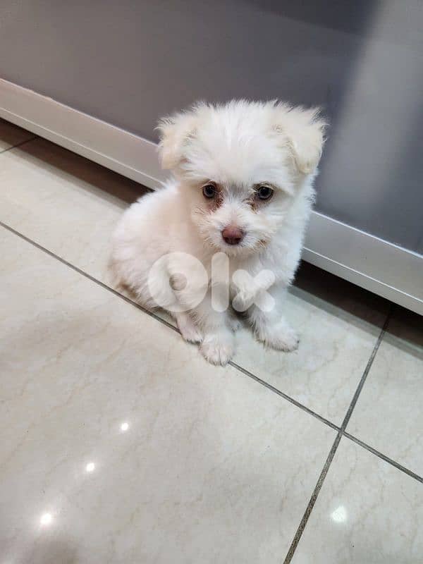 CUTEST MALTIPOO Maltese x Poodle - 2 months + Vaccin + ALL ACCESSORIES 2