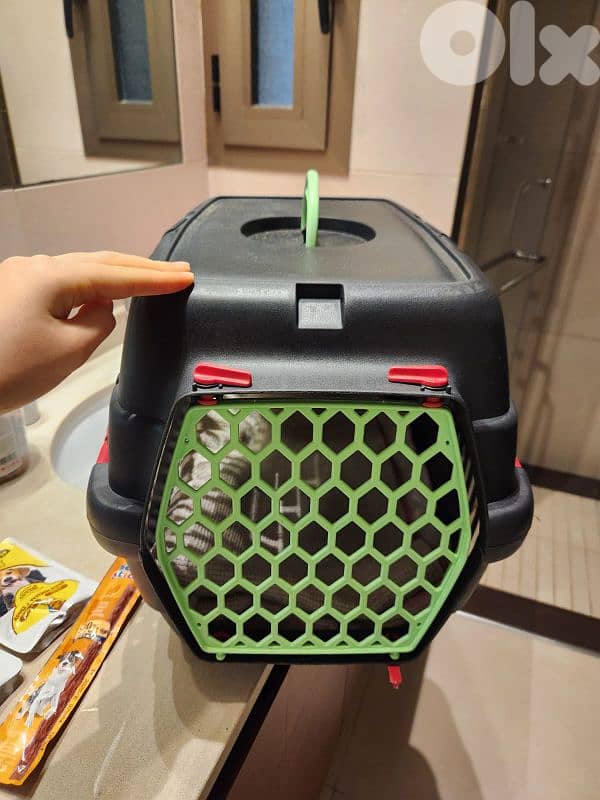 CUTEST MALTIPOO Maltese x Poodle - 2 months + Vaccin + ALL ACCESSORIES 6