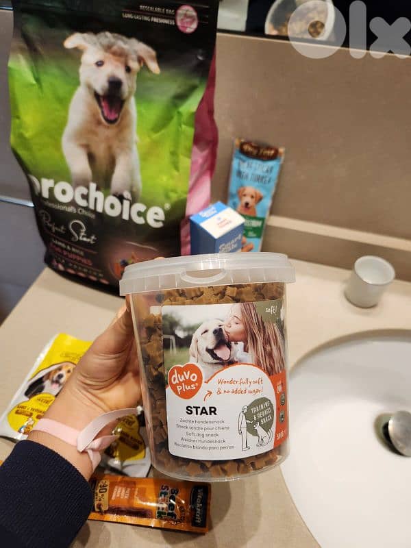 CUTEST MALTIPOO Maltese x Poodle - 2 months + Vaccin + ALL ACCESSORIES 7