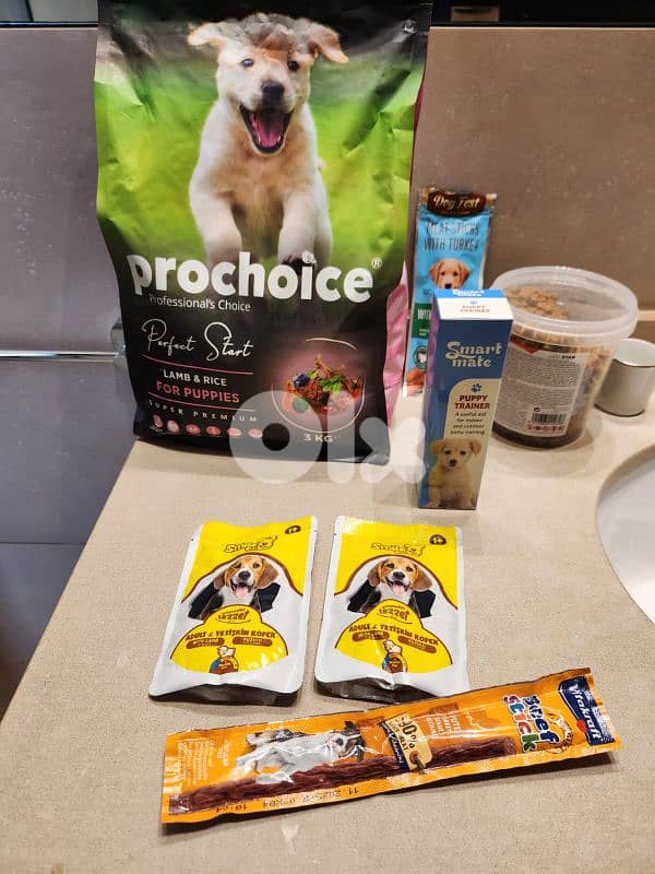 CUTEST MALTIPOO Maltese x Poodle - 2 months + Vaccin + ALL ACCESSORIES 8