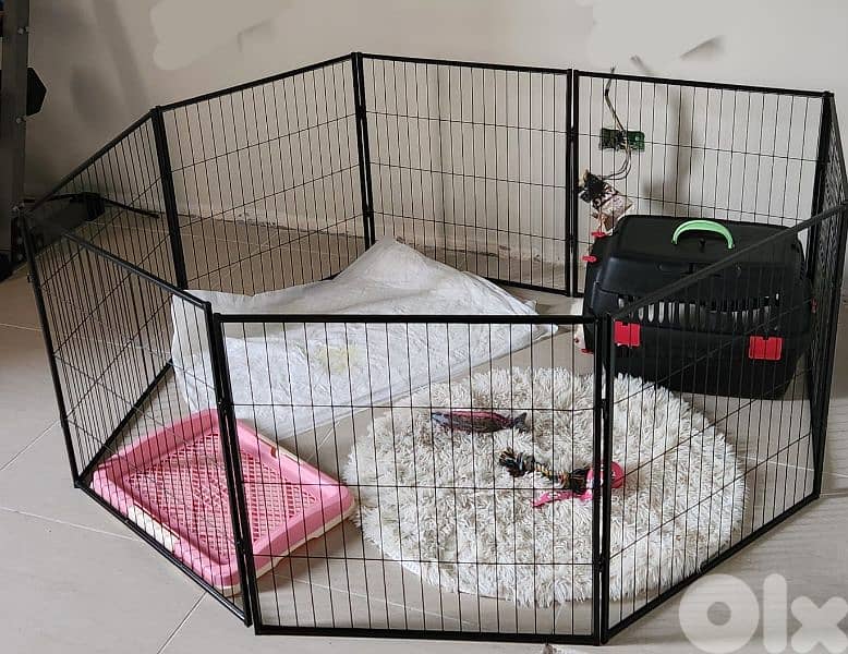 CUTEST MALTIPOO Maltese x Poodle - 2 months + Vaccin + ALL ACCESSORIES 11