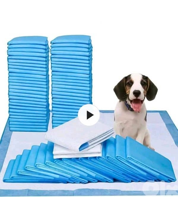 CUTEST MALTIPOO Maltese x Poodle - 2 months + Vaccin + ALL ACCESSORIES 14