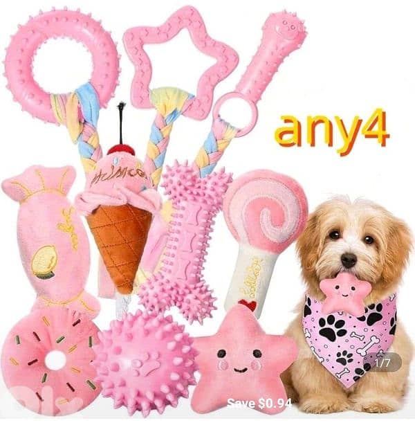 CUTEST MALTIPOO Maltese x Poodle - 2 months + Vaccin + ALL ACCESSORIES 15