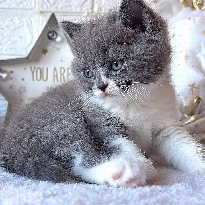 BRITISH SHORTHAIR KITTEN FOR ADOPTION 1