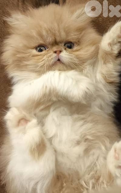 peke face persian male kitten