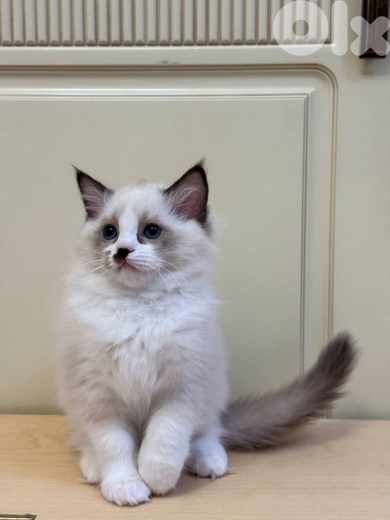 LOVELY RAGDOLL KITTENS FOR ADOPTION 1