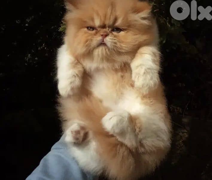 peke face persian male kitten 1