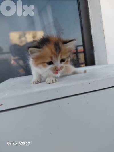 kittens For Adoption