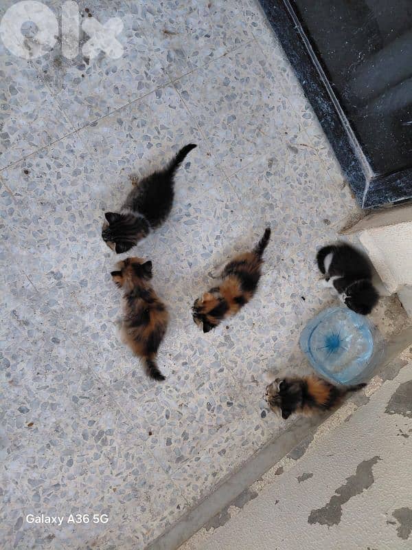 kittens For Adoption 1