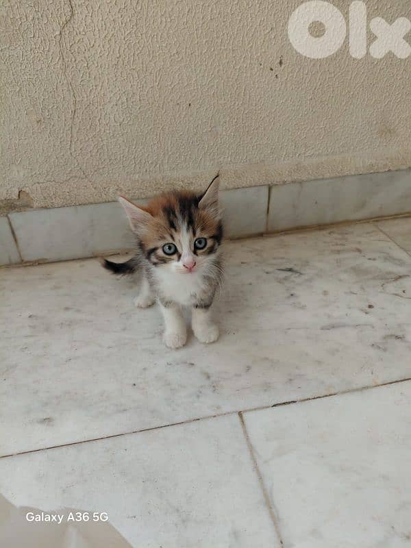 kittens For Adoption 2