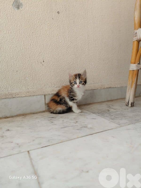 kittens For Adoption 3