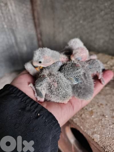 فراخ روز  تزقيم