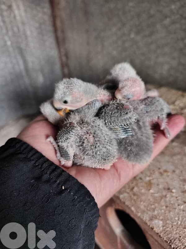 فراخ روز  تزقيم 0