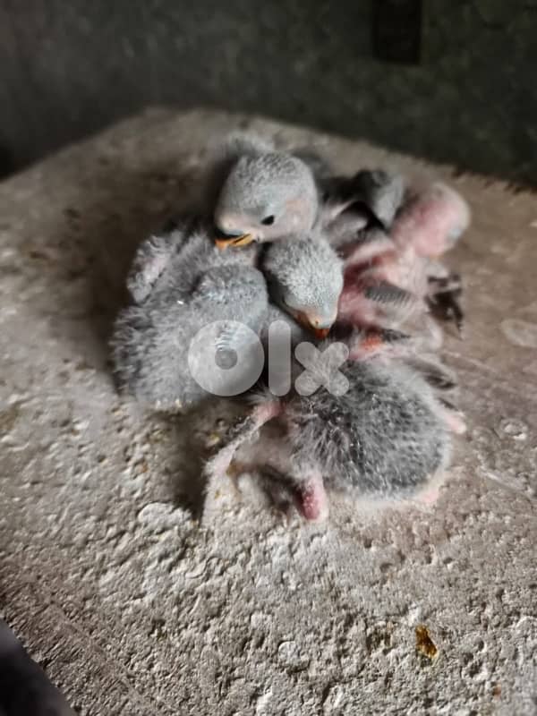 فراخ روز  تزقيم 1