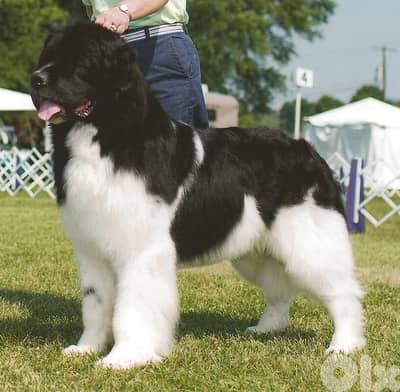 Imported Newfoundland Puppy Newfie Black & White ( Landseer )