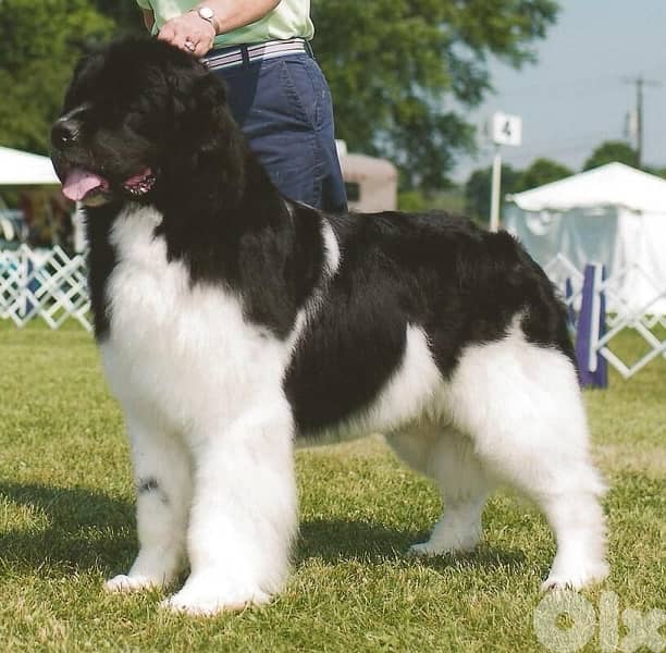 Imported Newfoundland Puppy Newfie Black & White ( Landseer ) 0