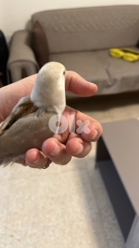 روز لون مميز اول فطامو 0